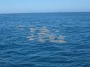 Golden Rays: Saw this group of Golden Rays out at sea and were later able to swim with them - a treat